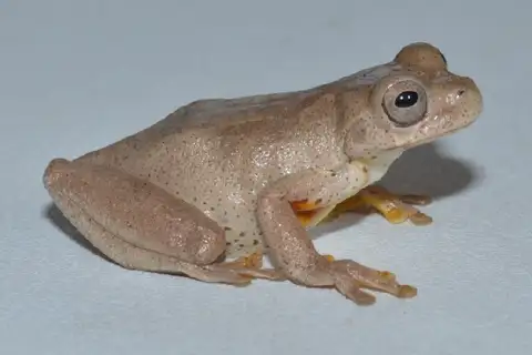 El Roble Tree Frog