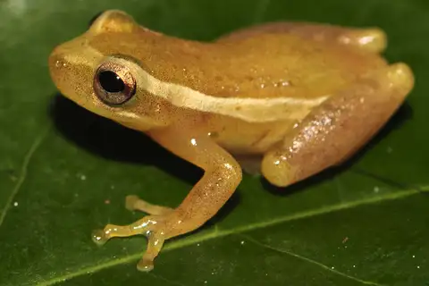 Xeric Tree Frog