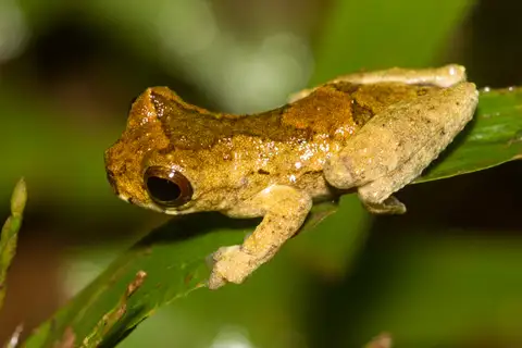 Sarayacu Tree Frog