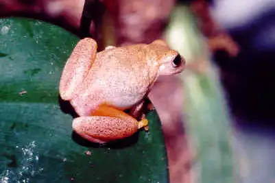 San Carlos Treefrog