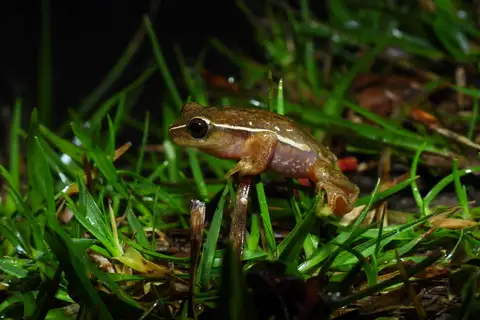 San Agustin Tree Frog