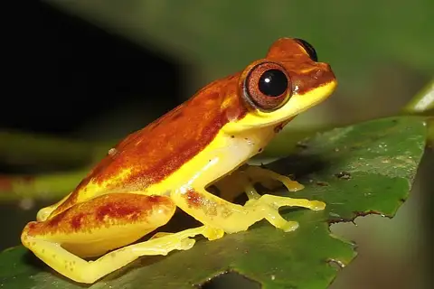Red-skirted Tree Frog