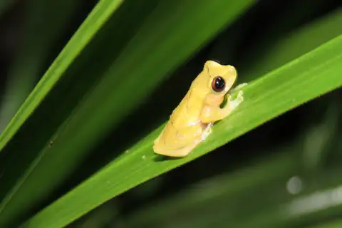 Rivero's Amazon Tree Frog