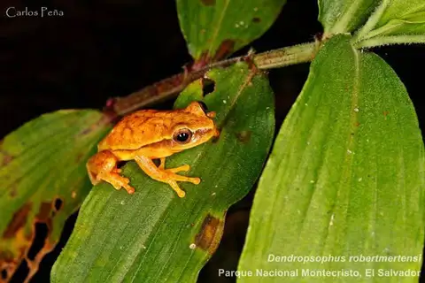 Mertens's Yellow Tree Frog