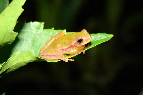 Lagoa Santa Tree Frog