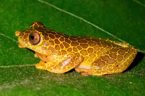 Rurrenabaque Tree Frog