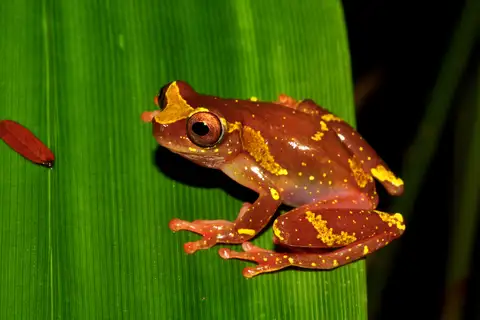 Mottled Clown Treefrog