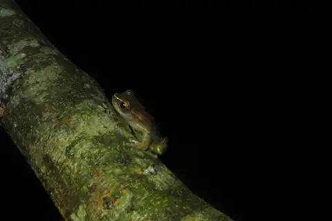 Schubart's Rondonia Tree Frog