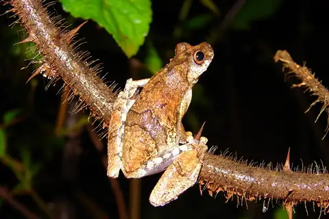 Picos Tree Frog
