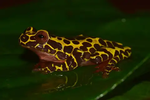Variable Clown Tree Frog