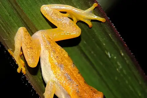 Walford's Yellow Tree Frog