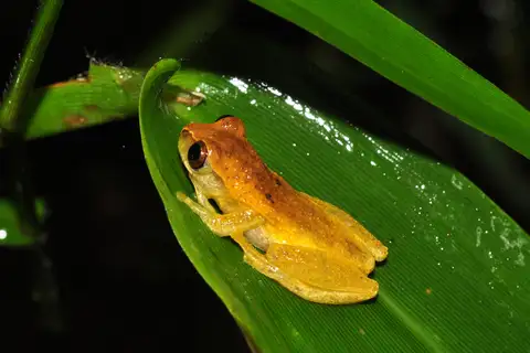 Bailey's Brazillian Tree Frog