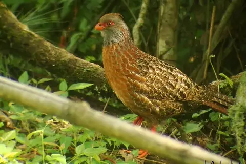 Bearded Wood Partridge