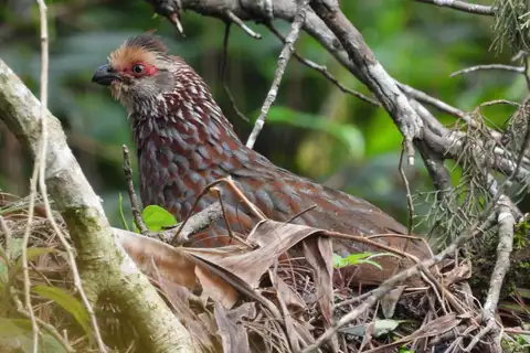 Buffy-crowned Wood Partridge