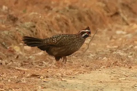 Long-tailed Wood Partridge