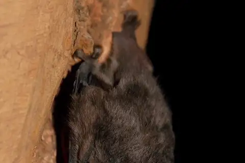 Aztec Fruit-eating Bat