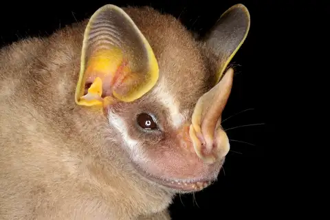 Pygmy Fruit-eating Bat