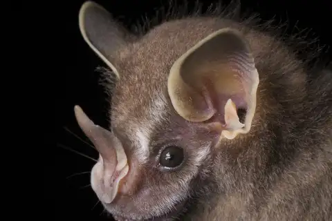 Thomas's Fruit-eating Bat