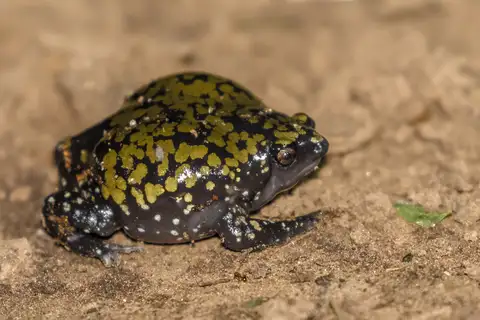 Muller's Termite Frog