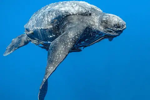 Leatherback Sea Turtle