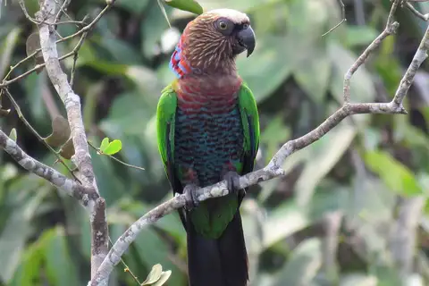 Red-fan Parrot