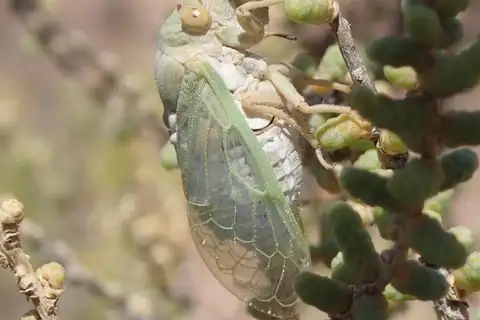 Derotettix mendosensis