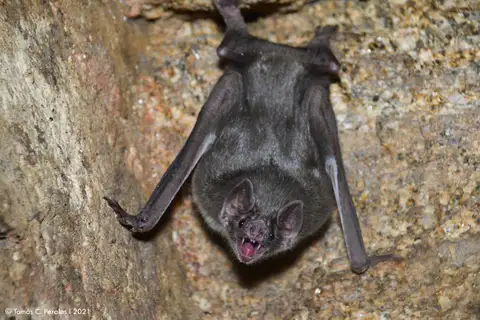 Common Vampire Bat