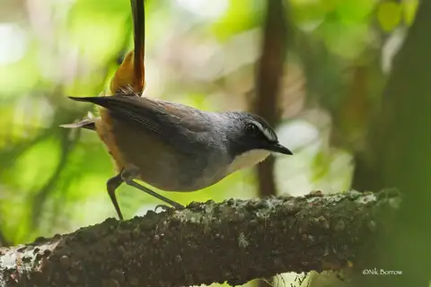 Olive-flanked Ground Robin