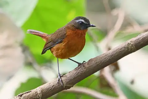 Archer's Ground Robin