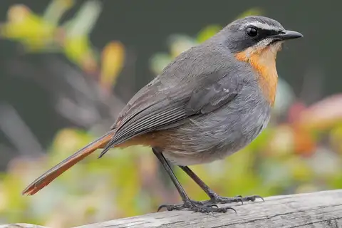 Cape Robin-Chat