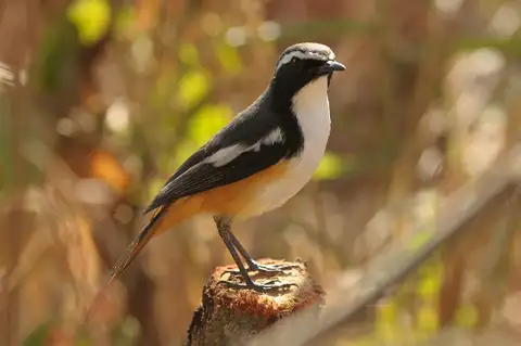 White-throated Robin-Chat