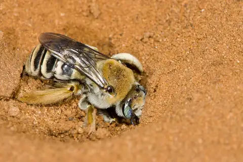 Cactus chimney bees