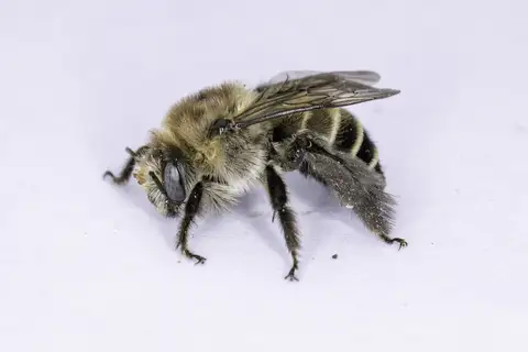 Bindweed Turret Bee