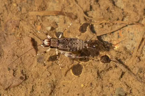 Dianemobius fascipes