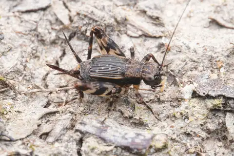 Dianemobius furumagiensis