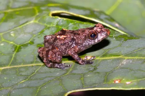 Diasporus anthrax