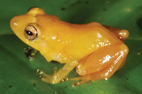 Yellow dyer tink frog