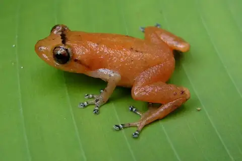 Esmereldas Robber Frog