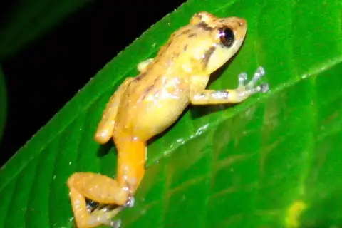 Diasporus quidditus