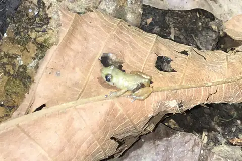 Agua Buena Robber Frog