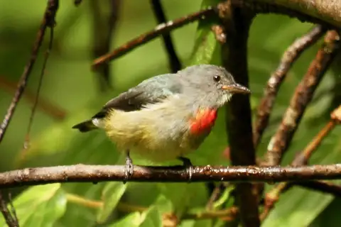 Midget Flowerpecker
