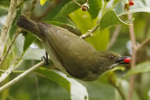 Golden-rumped Flowerpecker