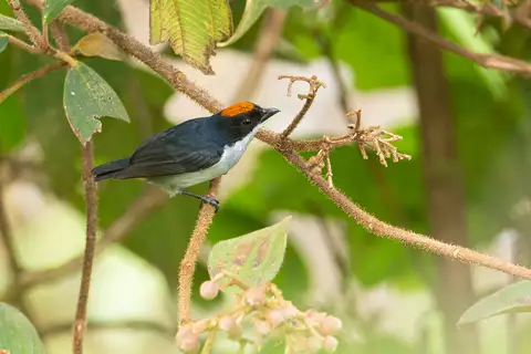 Yellow-crowned Flowerpecker