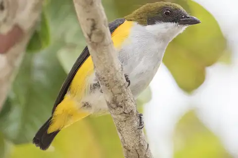 Yellow-sided Flowerpecker