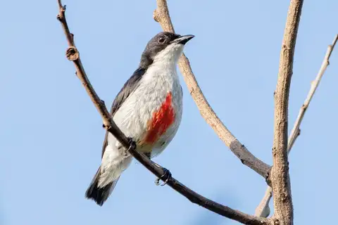 Red-keeled Flowerpecker
