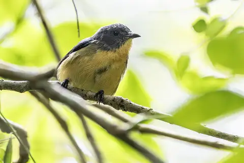 Sumatran Flowerpecker