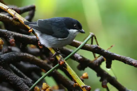 Bicolored Flowerpecker