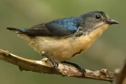 Cambodian Flowerpecker