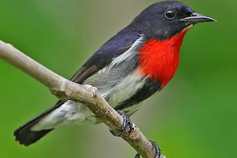 Grey-sided Flowerpecker