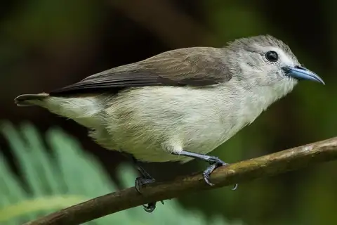 Nilgiri Flowerpecker